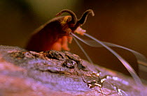 A Velvet worm squirts streams of sticky glue to ensnare its prey (Resolution restriction - image digitised from film, 'Weird Nature' tv series)