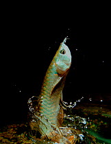 The Arowana makes huge leaps from the water to snatch insects from vegetation above (Resolution restriction - image digitised from film, 'Weird Nature' tv series)