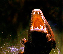 Crocodiles can overcome their huge weight to propel themselves out of water at speed (Resolution restriction - image digitised from film, 'Weird Nature' tv series)