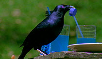 Satin bowerbird stealing blue trinkets to decorate bower {Ptilonorhynchus violaceus} Resolution restriction - image digitised from film, 'Weird Nature' tv series.