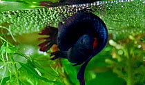 Siamese fighting fish mating - female lays eggs beneath air bubble nest blown by male. After fertillisisng the eggs, the male collects the eggs in his mouth and spits them into the bubbles (Resolution...