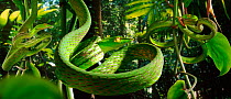 Vine snakes (Dryophis nasuta) imitate curled tendrils of foliage to conceal themselves in the rainforest (Resolution restriction - image digitised from film, 'Weird Nature' tv series)