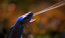 Spitting cobra sprays twin jets of venom with deadly accuracy at eyes of attacker (Resolution restriction - image digitised from film, 'Weird Nature' tv series)
