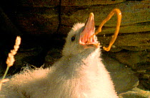 Under threat a Fulmar chick defends itself with projectile vomit {Fulmarus glacialis} Fulmar in Norse means 'foul gull'. (Resolution restriction - image digitised from film, 'Weird Nature' tv series)...