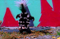 Spotted skunk does handstand as initial warning then sprays out stench if warning not heeded (Resolution restriction - image digitised from film, 'Weird Nature' tv series)