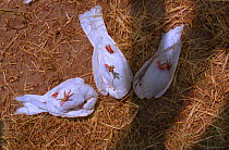 Doves in a death-mimicking trance prompted by simply tucking heads under wings. Defensive tactic. (Resolution restriction - image digitised from film, 'Weird Nature' tv series)