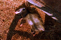 Opossum feigns death by rolling over and lying still with mouth and eyes half open. Defensive tactic. (Resolution restriction - image digitised from film, 'Weird Nature' tv series)