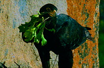 Verreaux's eagle decorates its nest with aromatic leaves which act as as insect deterrent. (Resolution restriction - image digitised from film, 'Weird Nature' tv series)
