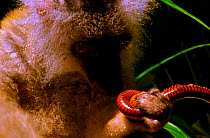 Black lemur uses millipede secretions to ward off mosquitos and as a happy drug (Resolution restriction - image digitised from film, 'Weird Nature' tv series)