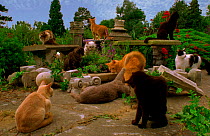 A cats' opium den - domestic cats are attracted to catnip for the volatile oils (neptalactones) the plant contains (Resolution restriction - image digitised from film, 'Weird Nature' tv series)