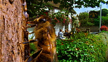 Alcohol drinkers - Honeybees enjoy a tipple of fermented sap of lime trees (Resolution restriction - image digitised from film, 'Weird Nature' tv series)