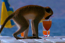 Happy hour for Vervet monkey (Chlorocebus / Cercopithecus aethiops) drinking cocktail on island of St Kitts Caribbean. (Resolution restriction - image digitised from film, 'Weird Nature' tv series)