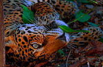 Jaguar chews on yaje leaf, known to have hallucinogenic properties (Resolution restriction - image digitised from film, 'Weird Nature' tv series)