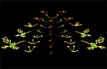 Multiple exposure study of various frogs gliding. Those with more webbing between their toes glide further (Resolution restriction - image digitised from film, 'Weird Nature' tv series)