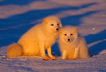 Two Arctic foxes in evening light {Vulpes lagopus} US. Captive.