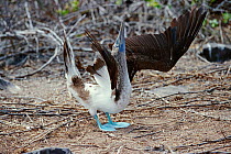 Blue footed booby sky pointing display {Sula nebouxii} Galapagos