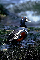 Harlequin duck {Histrionicus histrionicus} male, New Jersey, USA