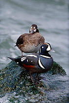 Harlequin duck pair {Histrionicus histrionicus} New Jersey, USA