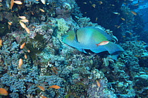 Rusty parrotfish {Scarus ferrugineus} male at cleaning station, Red Sea
