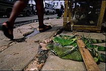 Green iguanas for sale as meat, Starbroak market Georgetown, Guyana, South America