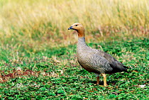 Ruddy headed goose {Chloephaga rubideiceps} Falkland Islands