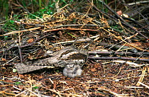 Nightjar with chicks at nest on ground {Caprimulgus europaeus} UK