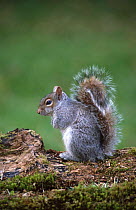 Grey squirrel {Sciurus carolinensis} UK