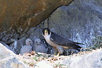 Peregrine falcon male at nest with chicks {Falco peregrinus} UK