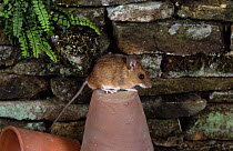 Yellow-necked mouse {Apodemus flavicollis} on flowerpot, captive, UK.