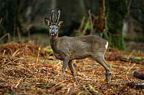 Roe deer buck in velvet {Capreolus capreolus} UK