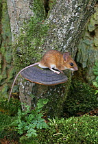 Yellow-necked mouse {Apodemus flavicollis} UK