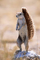 Cape ground squirrel female on guard {Xerus inauris} Etosha NP, Namibia