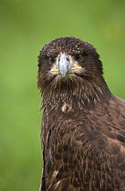 Juvenile American bald eagle {Haliaeetus leucocephalus} captive, UK