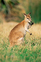 Agile wallaby {Macropus agilis} occurs tropical northern Australia open forest + coastal areas