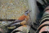 Lesser kestrel male on roof {Falco naumanni} Spain