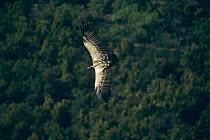Long billed vulture (Gyps indicus) in flight, India, critically endangered