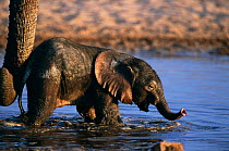 African elephant baby in water {Loxodonta africana} with mother's protective trunk, Etosha NP, Namibia