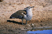 Kori bustard bird drinking {Choriotis kori} legs bent, Etosha NP, Namibia