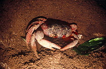 Female Christmas Island Red crab in burrow with eggs (Gecarcoidea natalis) Indian Ocean