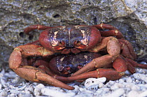 Christmas Island Red crabs mating {Gecarcoidea natalis} Indian Ocean Australia