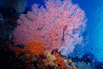 Sea fan, Banda, Moluccas underwater Indonesia
