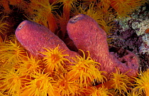 Orange Cup corals {Tubastrea coccinea} & Tube sponge. Bonaire, Caribbean
