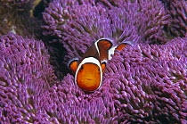 False clown anemonefish (Amphiprion ocellaris) Irian Jaya  / Western New Guinea. (West Papua).