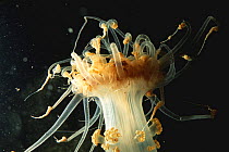 Alicia anemone {Alicia mirabilis} Mediterranean
