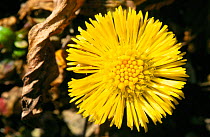 Coltsfoot flower {Tussilago farfara} Bavaria, Germany.