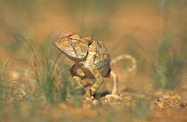 Desert chameleon {Chamaeleo namaquensis} Damaraland, Namibia