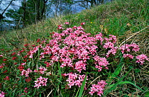 Daphne flowering {Daphne cneorum} Plattenberg Nature Reserve, Kelheim, Germany