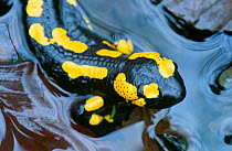 European fire salamander {Salamandra salamandra}  Germany
