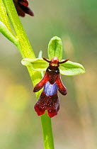 Fly orchid {Ophrys insectifera} flower close-up,  Southern France