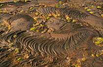 Lava patterns with plants beginning to grow,  El Hierro Island, Canary Isles, Spain